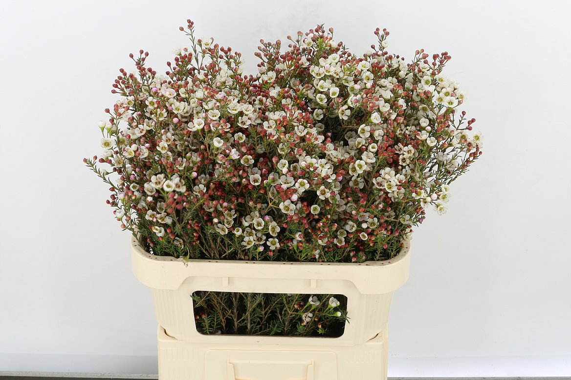 Chamelaucium (Waxflower) Tal 70cm