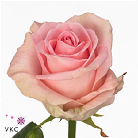 Rose Sweet Dolomiti 60cm
