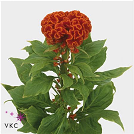 Celosia Cristata Persimm Chief 80cm