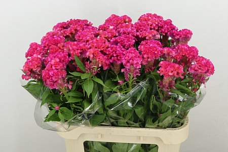 Celosia Cristata Rose Chief 80cm