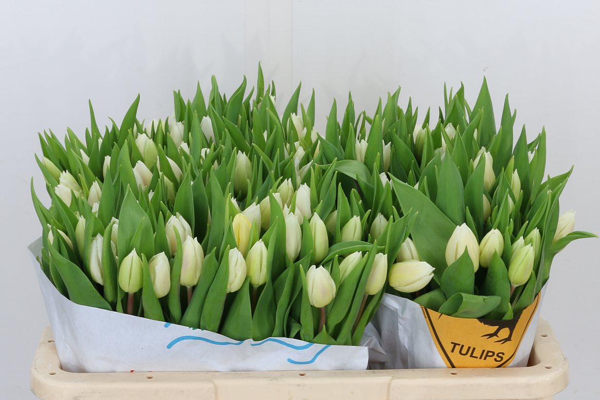 Tulip White Prince 36cm