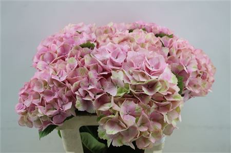 Hydrangea M Jersey Pink 60cm