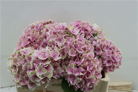 Hydrangea M Silverstone 50cm