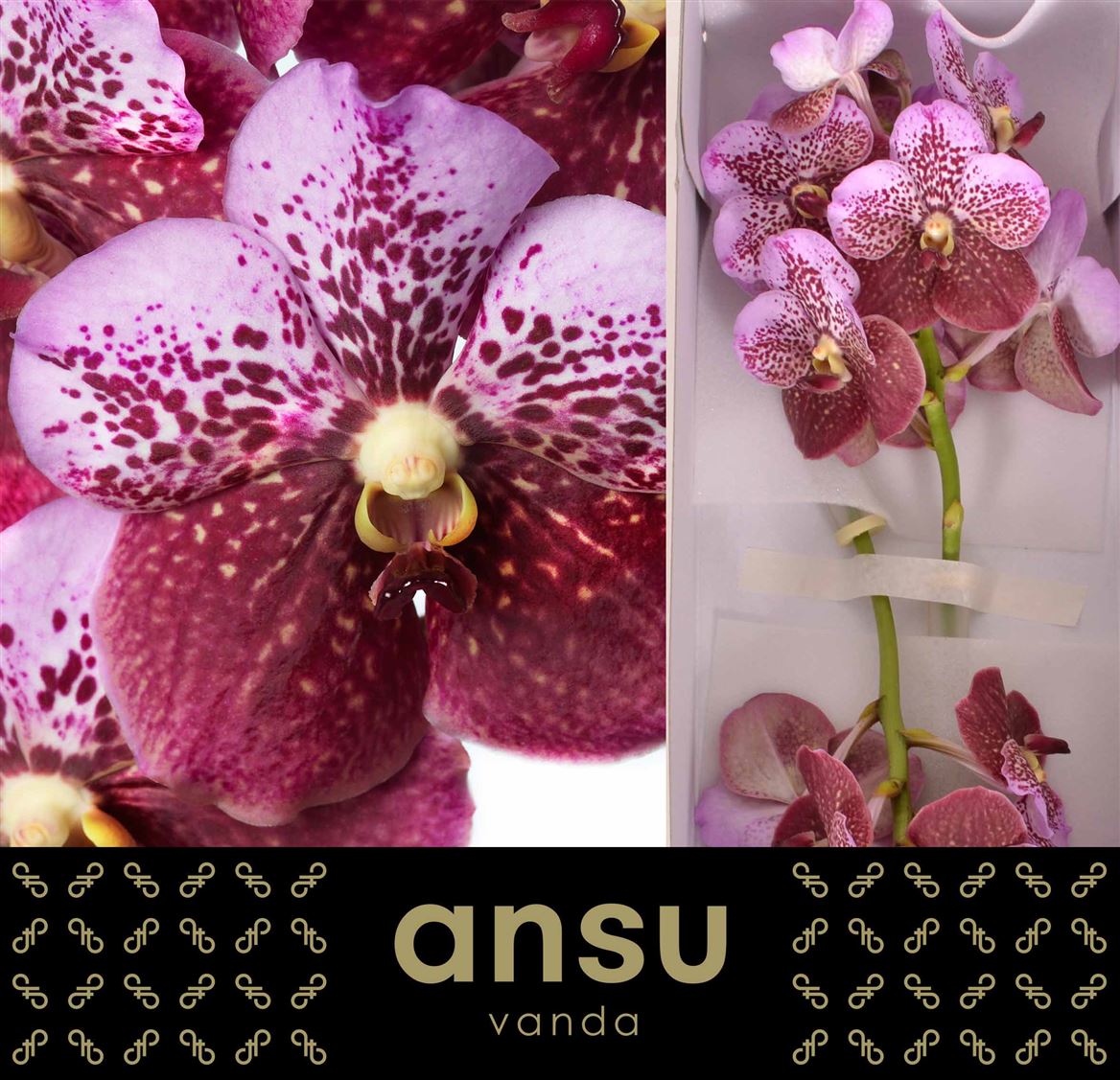 Vanda Orchid Divana Pink And Mahogany