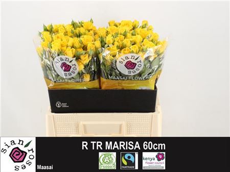 Rose Spray Marisa 60cm