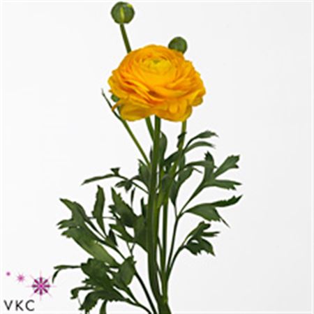 Ranunculus Aazur Yellow 45cm