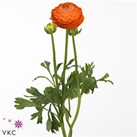 Ranunculus Aazur Orange 45cm