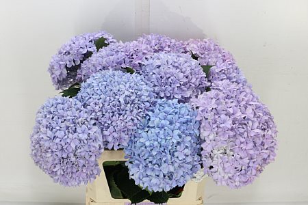 Hydrangea M Inspire 80cm