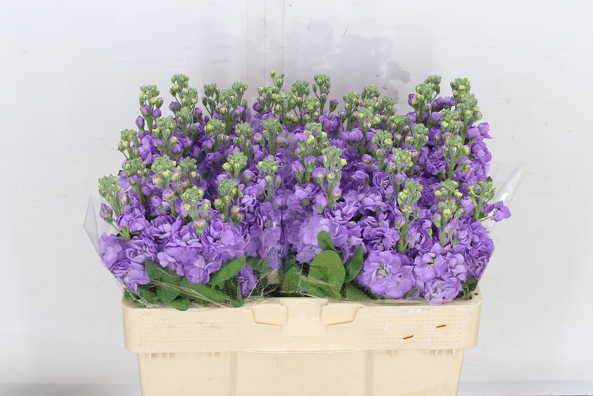 Stocks Lavender 53cm