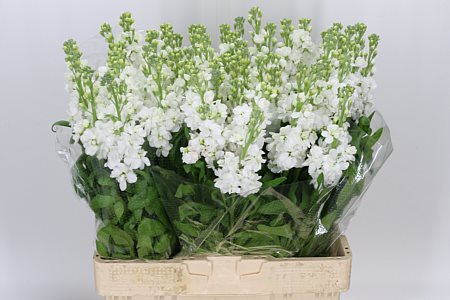 Stocks White 55cm