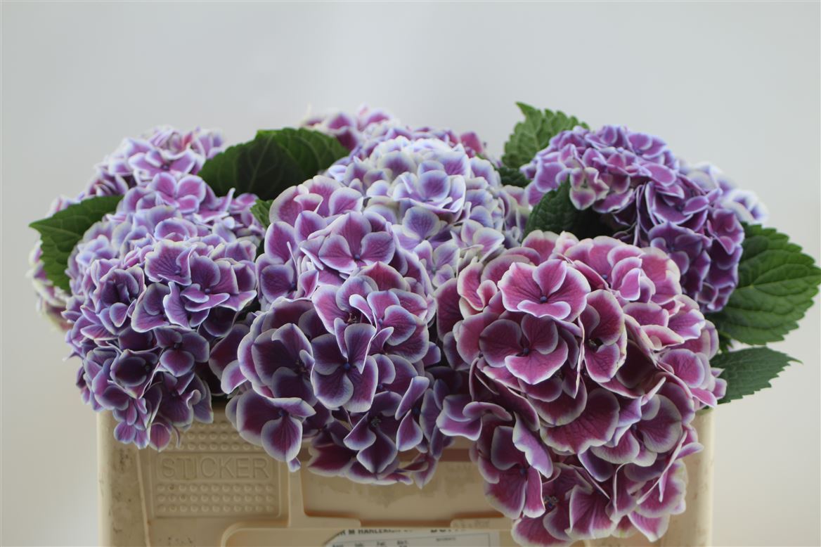 Hydrangea M Harlek Blue 80-22cm