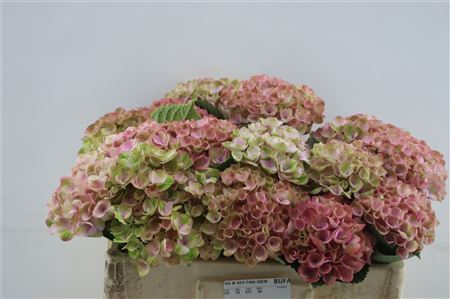 Hydrangea M Rev Pink 60cm 60cm