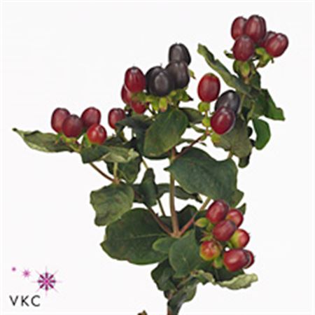 Hypericum Mocca 70cm