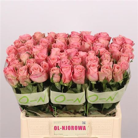 Rose Hermosa+ 50cm