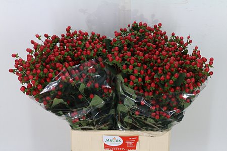 Hypericum Coco Fiesta Spray 70cm