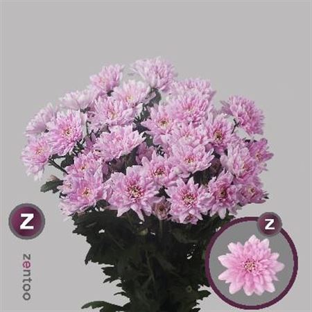 Chrysnth Spry Baltica Pink 70cm