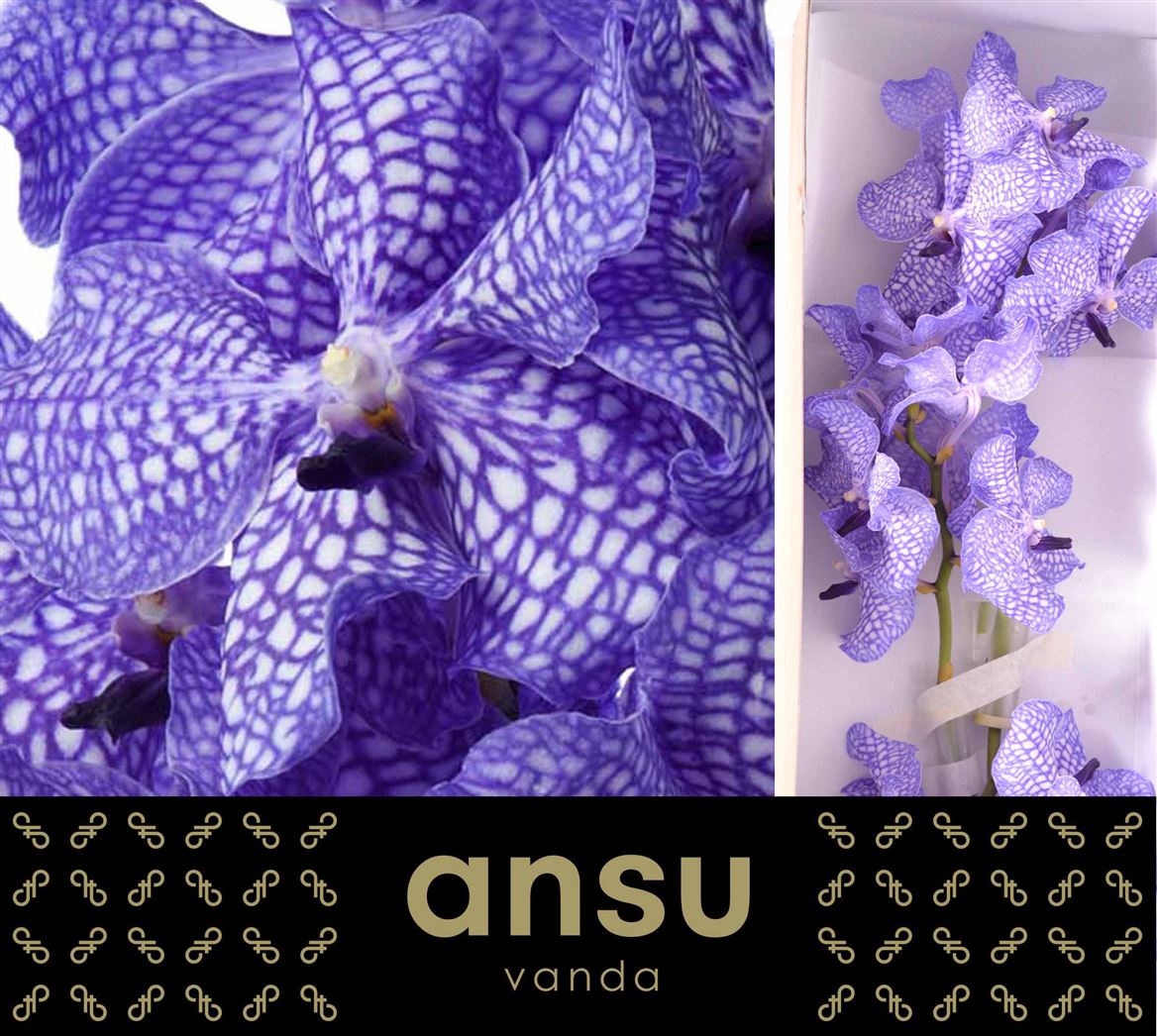 Vanda Orchid Kanchana Delft Blue 26cm