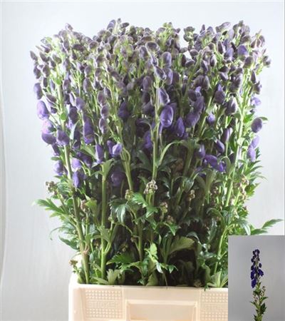 Aconitum Arendsii 60cm