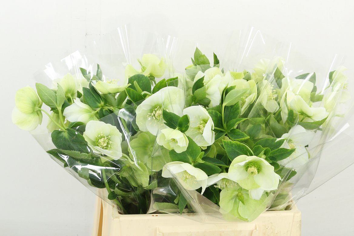 Hellebores Or Queens White 40cm