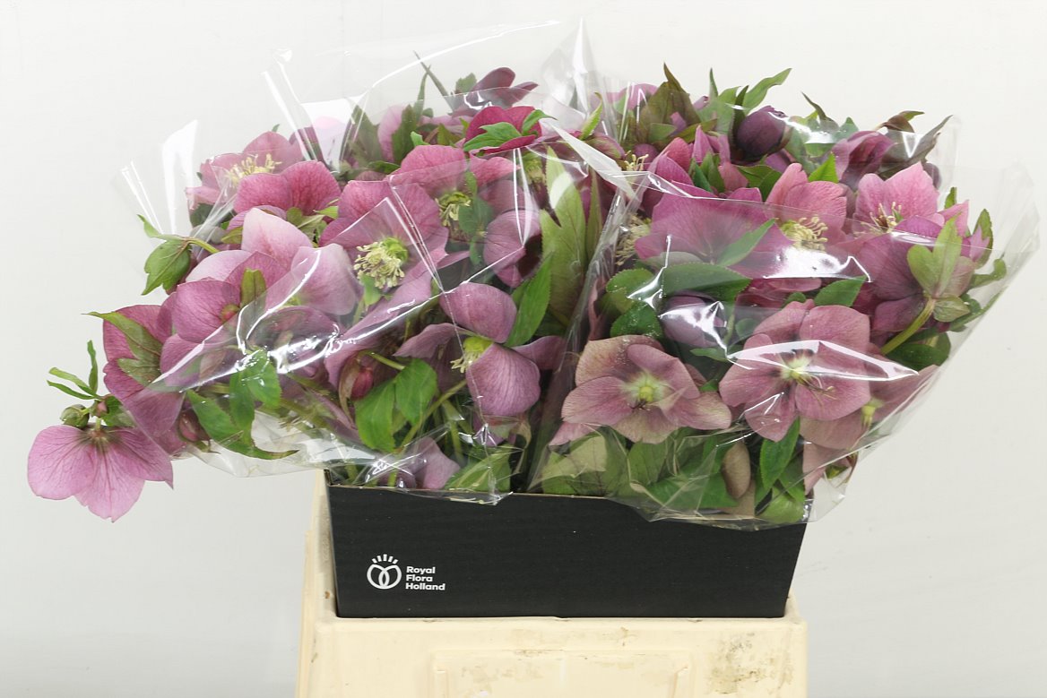 Hellebores Or Queens D Pin 45cm