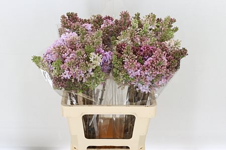 Syringa Hy Esther Staley 2+ 60cm