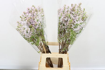 Lilac (Syringa) Hy Necker 4+ 80cm