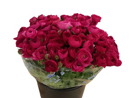 Ranunculus Elegance Dark Pink 45cm