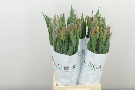 Tulip French Sngle Red Proud 55cm