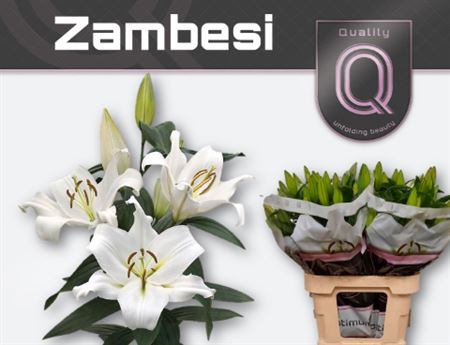 Lily Oriental Zambesi 3+ 90cm