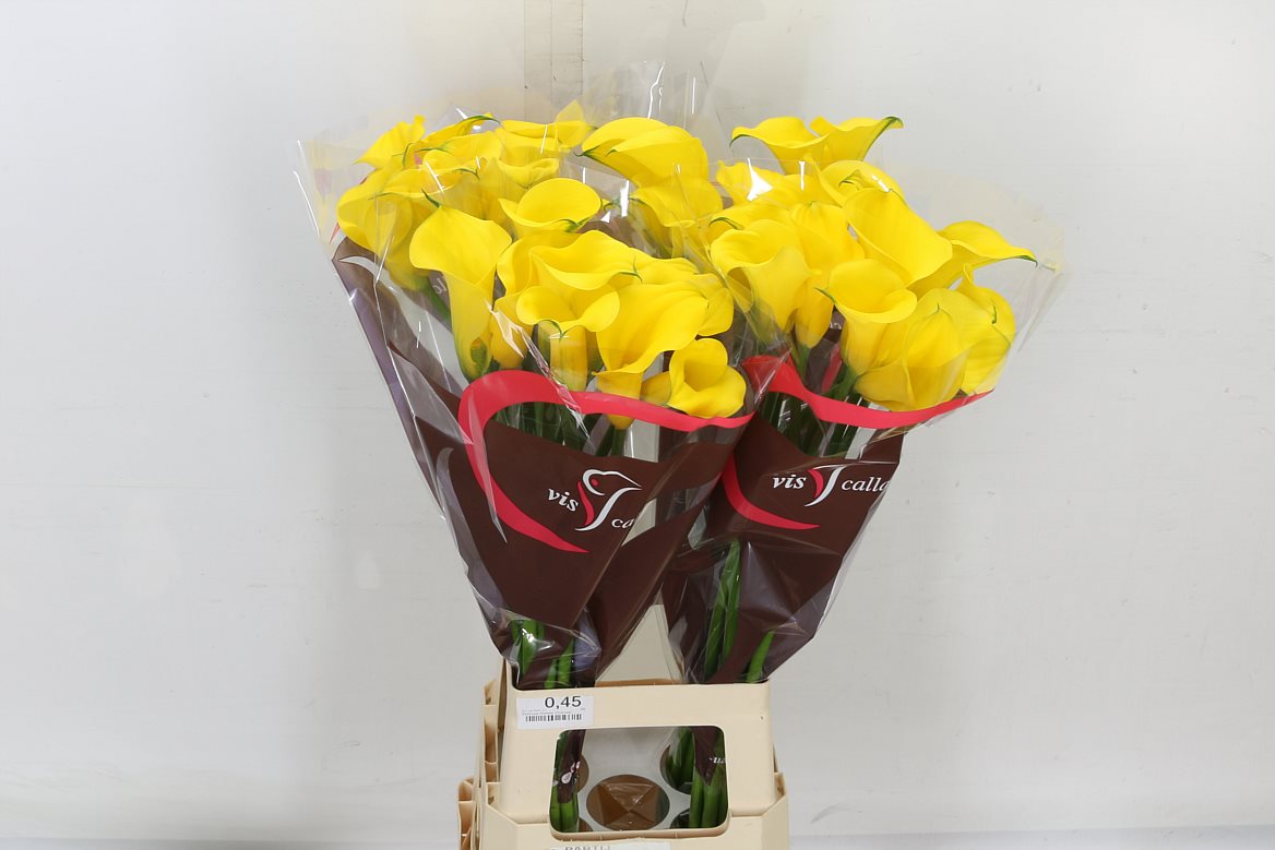 Calla Lilly Gold Medal 50cm