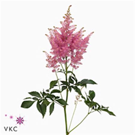 Astilbe Honky tonk 50cm