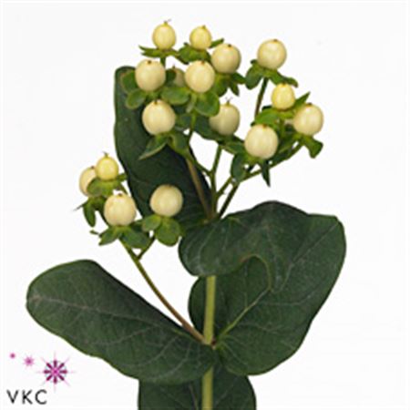 Hypericum Cool Romance 50cm