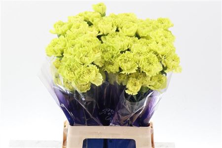 Carnation Single Oliva Hi 70cm