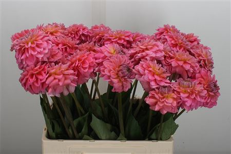 Dahlia Pink Runner 60cm