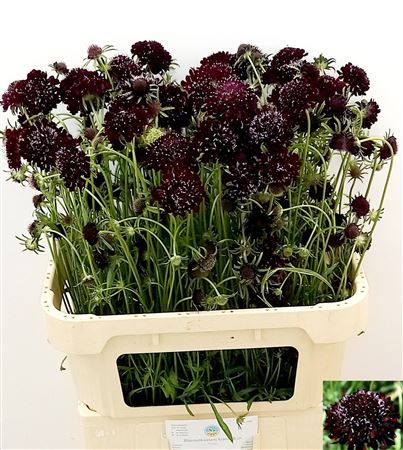 Scabious At Black Knight 80cm