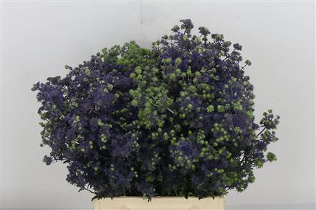 Eryngium Magical Purple St Blue 60cm