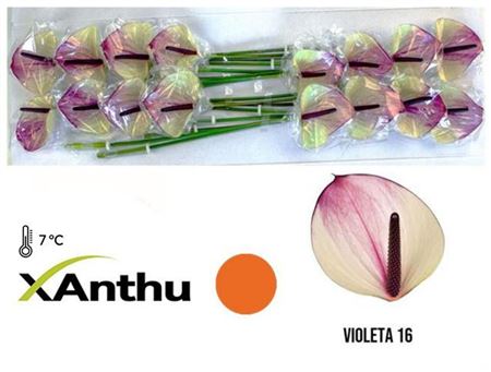 Anthurium A Max Violeta 12