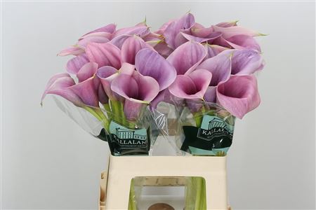 Calla Lilly Call Mario 60cm