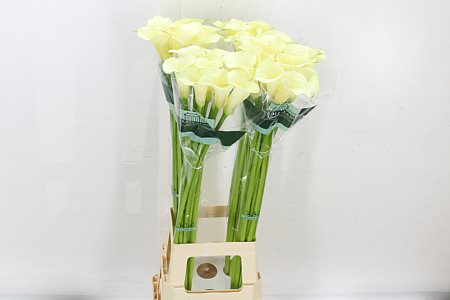 Calla Lilly Snowstar 70cm