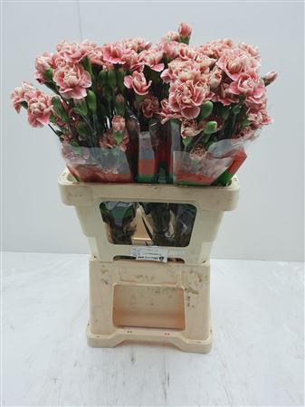 Carnation Spray Hipster 60cm