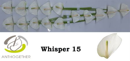 Anthurium A Whisper 15