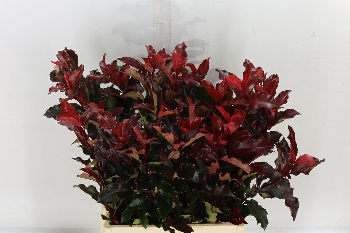 Photinia Mag Volcano 60cm