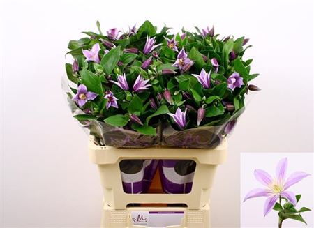 Clematis Star River 60cm