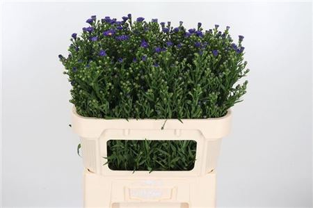 Aster Blue Monarch 70cm