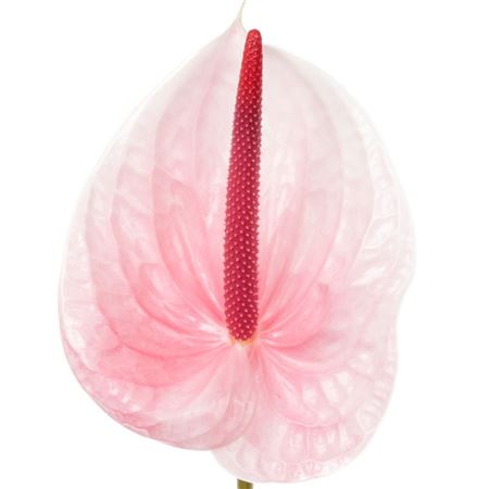 Anthurium A Lunette 45cm