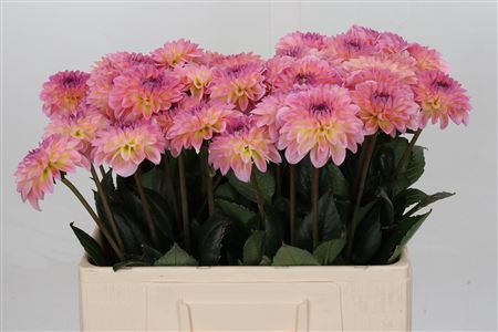 Dahlia Esli 60cm