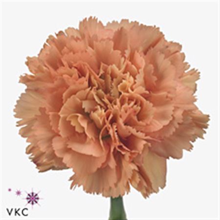 Carnation Single Dafne 60cm