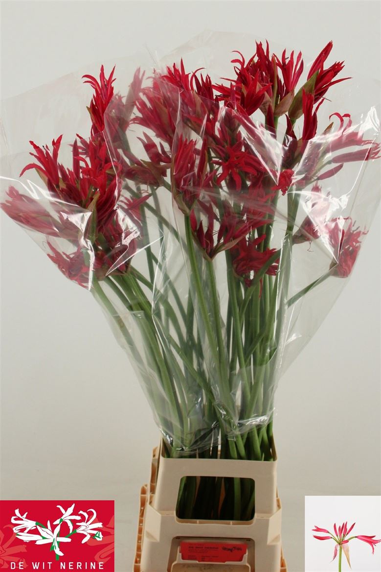 Nerine Co Desi 90cm