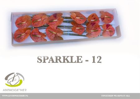 Anthurium A Sparkle 12