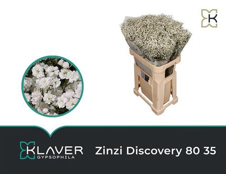 Gypsophila Pa Zi Discovery 60cm